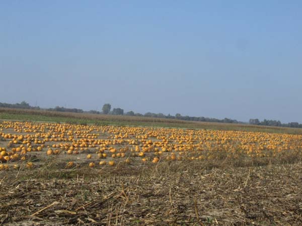 DSCF4856