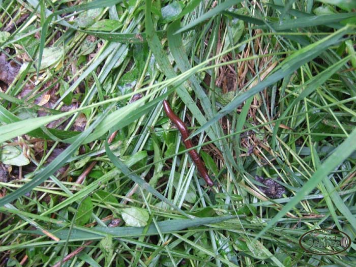 DSCF7567